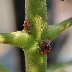 Coccoidea