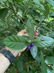 Psychotria suterella