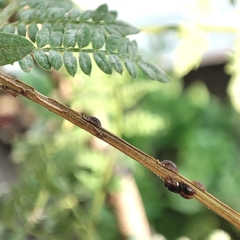 Coccoidea