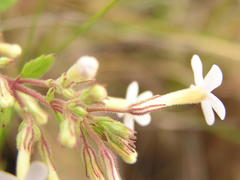 Chaenostoma floribundum