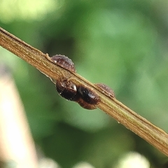 Coccoidea
