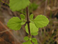 Chaenostoma floribundum