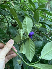 Psychotria suterella