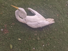 Ardea alba