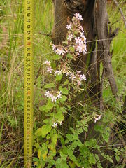 Chaenostoma floribundum