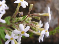 Chaenostoma floribundum