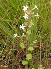 Chaenostoma floribundum