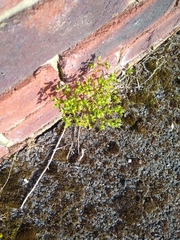Euphorbia peplus
