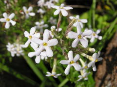 Chaenostoma floribundum