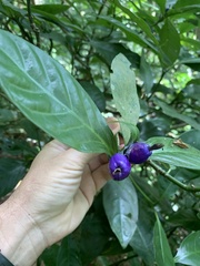 Psychotria suterella