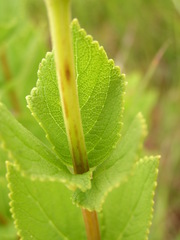 Coleus calycinus