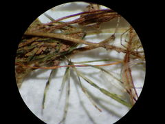 Lamprothamnium compactum