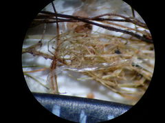 Lamprothamnium compactum