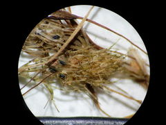 Lamprothamnium compactum