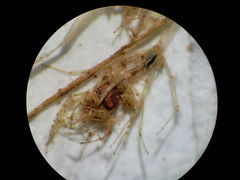 Lamprothamnium compactum