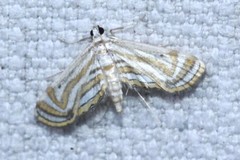 Parapoynx villidalis