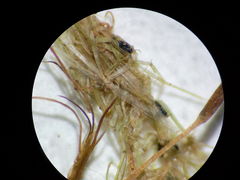 Lamprothamnium compactum