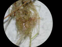 Lamprothamnium compactum