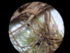 Lamprothamnium compactum