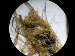 Lamprothamnium compactum