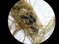 Lamprothamnium compactum