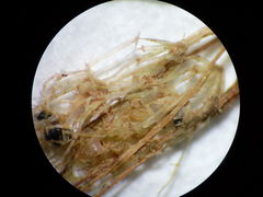 Lamprothamnium compactum