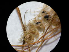 Lamprothamnium compactum