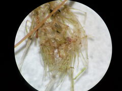 Lamprothamnium compactum