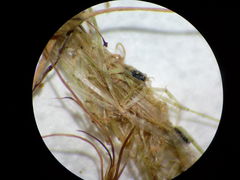 Lamprothamnium compactum