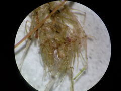 Lamprothamnium compactum