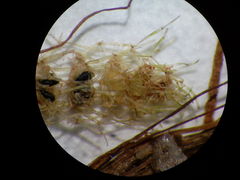 Lamprothamnium compactum