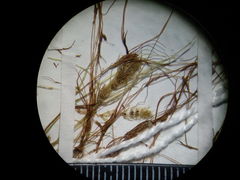 Lamprothamnium compactum