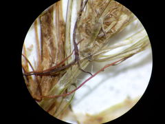 Lamprothamnium compactum