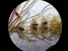 Lamprothamnium compactum