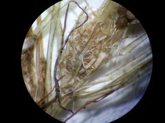 Lamprothamnium compactum