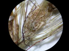 Lamprothamnium compactum