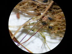 Lamprothamnium compactum