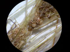 Lamprothamnium compactum