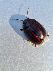 Paropsisterna semivittata