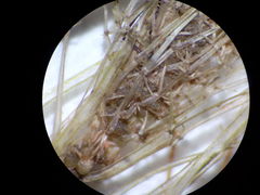 Lamprothamnium compactum