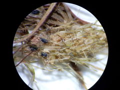 Lamprothamnium compactum