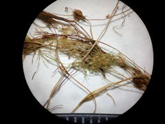 Lamprothamnium compactum