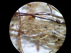 Lamprothamnium compactum