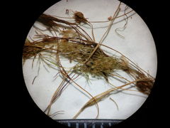 Lamprothamnium compactum