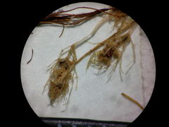 Lamprothamnium compactum