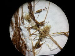 Lamprothamnium compactum