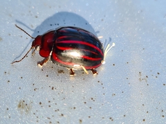 Paropsisterna semivittata