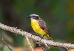 Rusty-Margined Flycatcher photo 3