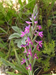 Disa stachyoides