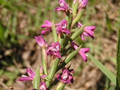 Disa stachyoides